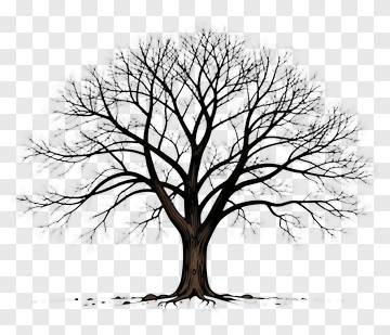 Bare Tree With Branches PNG