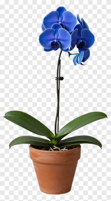 Blue Orchid In A Pot PNG