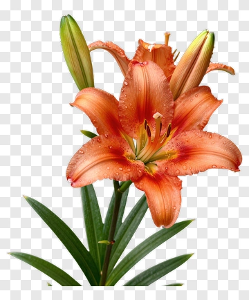 Orange Lily Flower With Water Droplets PNG