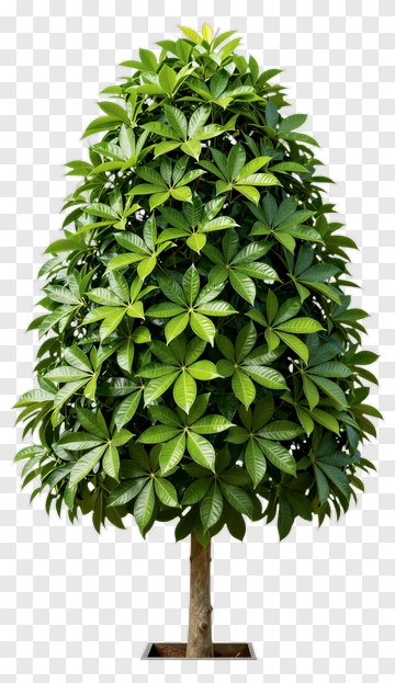Green Tree With Dense Foliage PNG