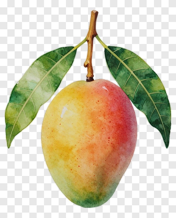 Watercolor Mango With Green Leaves PNG