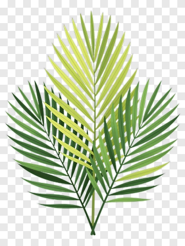 Green Palm Leaves PNG