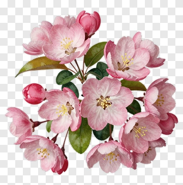 Colorful Flower Bouquet PNG