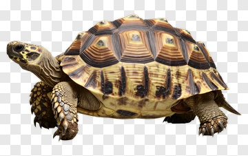 Tortoise Walking On A Surface PNG