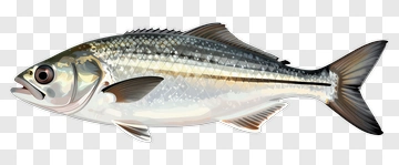 Realistic Fish Illustration PNG