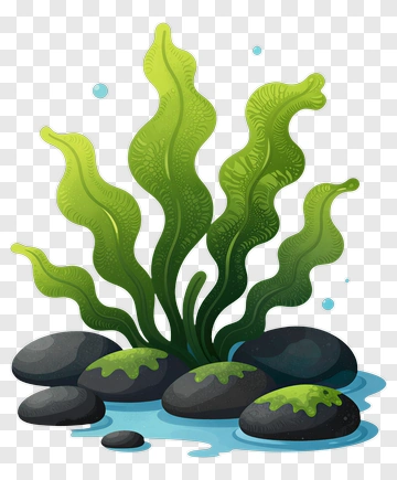 Colorful Seaweed Growing Among Rocks PNG