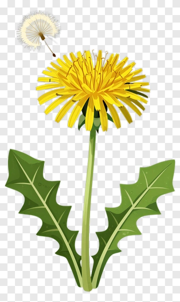Dandelion Flower With Seed Head PNG