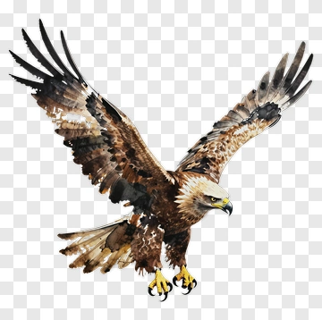 Watercolor Eagle In Flight PNG