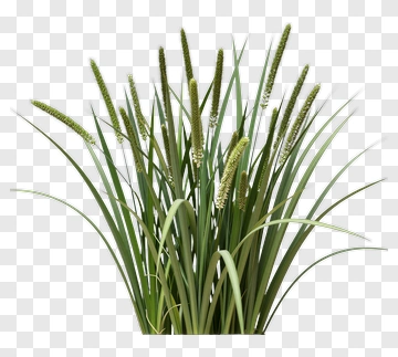 Green Grass Plant PNG