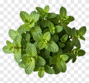 Fresh Mint Plant PNG
