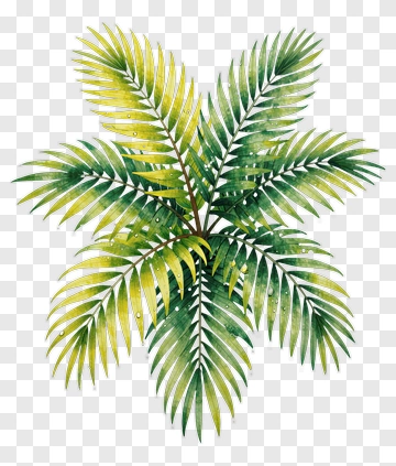 Colorful Palm Leaves PNG