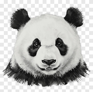 Realistic Panda Portrait PNG