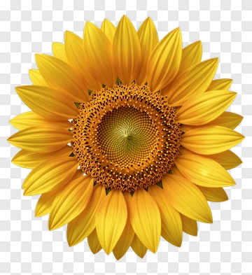 Sunflower With Vibrant Yellow Petals PNG