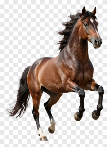 Brown Horse Jumping PNG