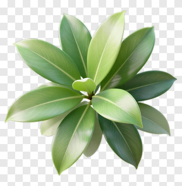 Green Plant With Large Leaves PNG