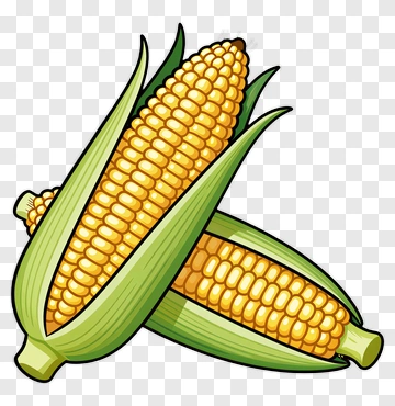 Cartoon Corn Cobs With Green Husks PNG