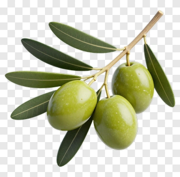 Green Olive Branch With Leaves PNG