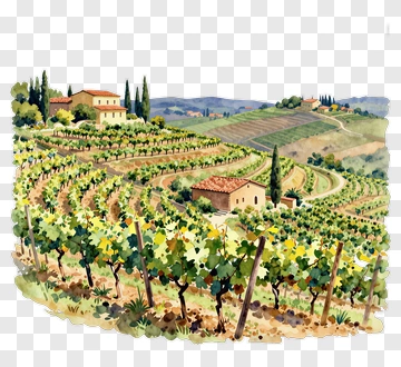 Vineyard Landscape In Watercolor PNG