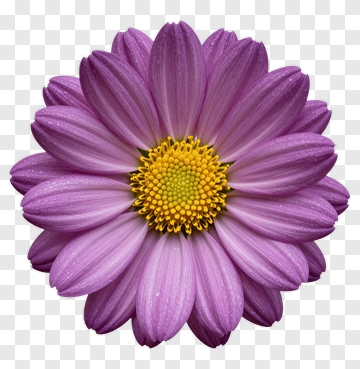 Purple Flower With Yellow Center PNG