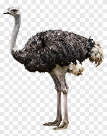 Ostrich Standing Tall PNG