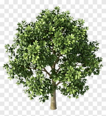 Green Tree PNG