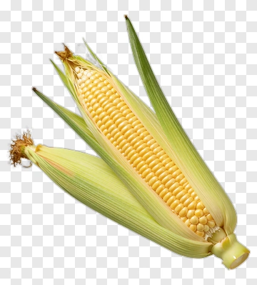 Fresh Corn On The Cob PNG