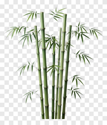 Bamboo Plant PNG