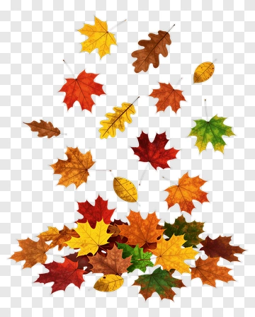 Colorful Autumn Leaves PNG