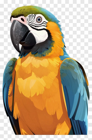Colorful Macaw Parrot PNG