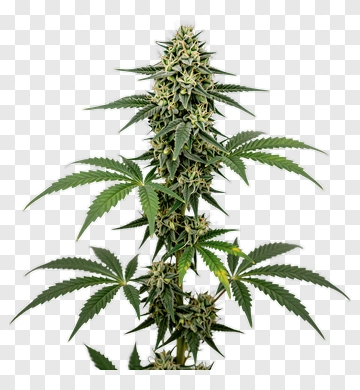 Cannabis Plant With Buds And Leaves PNG