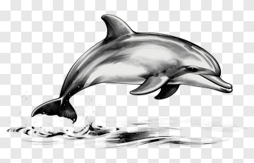 Dolphin Jumping Out Of Water PNG