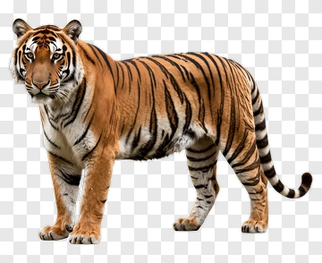 Tiger Standing In A Natural Pose PNG