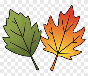Colorful Leaves PNG