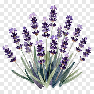 Watercolor Lavender Flowers PNG