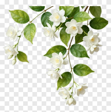 White Flowering Branch With Green Leaves PNG