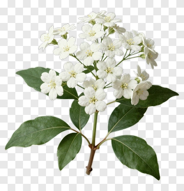 White Flowering Plant With Green Leaves PNG
