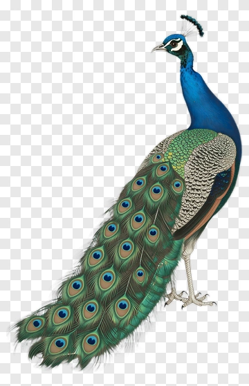 Colorful Peacock With Vibrant Feathers PNG