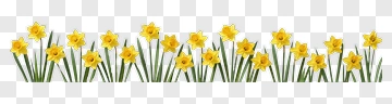 Daffodil Flower Border PNG