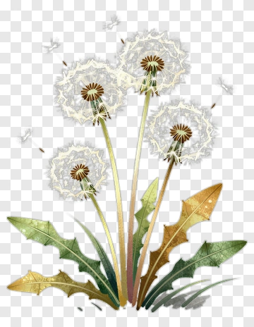 Dandelion Flowers With Seeds In The Wind PNG