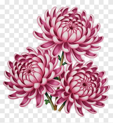 Pink Chrysanthemum Flowers PNG