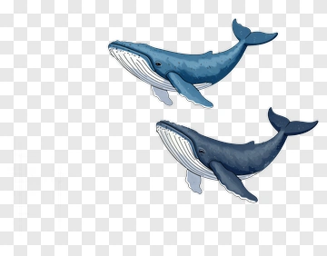 Cartoon Whales Swimming Together PNG
