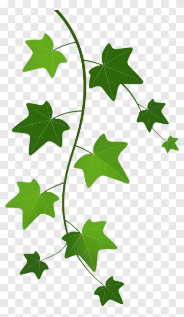 Green Ivy Vine With Leaves PNG