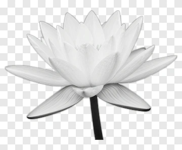 White Lotus Flower PNG