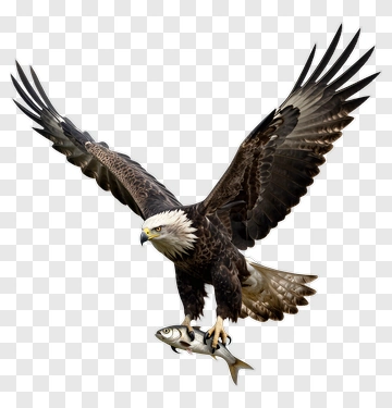 Eagle Catching A Fish PNG