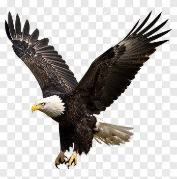 Bald Eagle In Flight PNG
