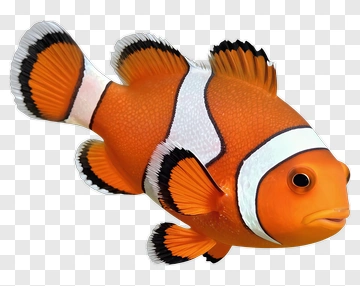 Clownfish Swimming In Water PNG