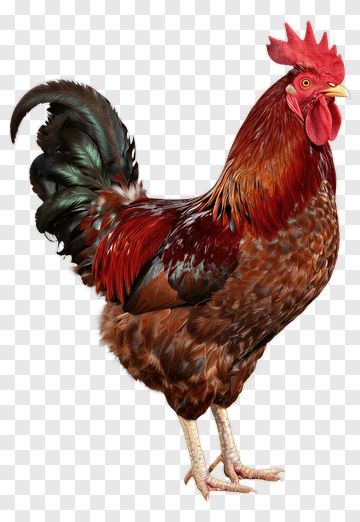 Realistic Rooster With Colorful Feathers PNG