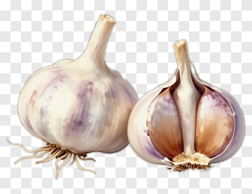 Garlic Bulb And Cloves PNG