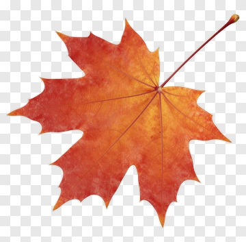 Autumn Orange Maple Leaf PNG