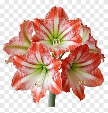 Colorful Amaryllis Flower Bouquet PNG